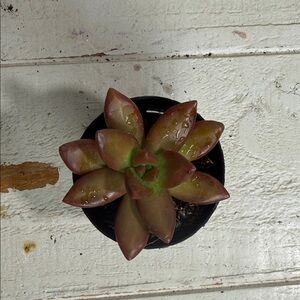 Sedum Adolphi Sunsform Vibrant Succulent Plant in Black Pot